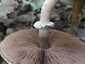 Tintaszagú csiperke (Agaricus moelleri), Budai-hegység